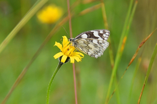 10 07 16_8918_edited-1.jpg - MARBLED WHITE - BADBURY RINGS HILL FORT, DORSET - 10.7.16